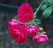 Crimson Shower rose photo
