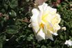 Burnaby rose photo