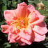 GOBXJO rose photo