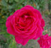 Simón Dot rose photo