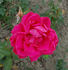 Simón Dot rose photo