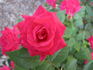 Aristocrat ™ rose photo