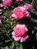 Rose de Bayonne rose photo