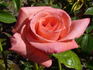 Cloud Nine rose photo