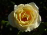 Simply Heaven rose photo