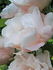 Baroness Marie Velge rose photo