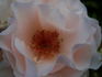 Baroness Marie Velge rose photo