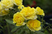 Gold Symphonie ® 2002 rose photo