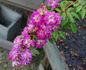 P8 rose photo