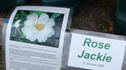 Jackie rose photo