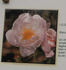 Madame Christiane Maquet rose photo