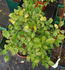 Madame Christiane Maquet rose photo