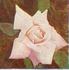 Dorothy Ratcliffe rose photo