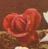 Edward Mawley rose photo