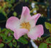 Eglantine des Fagnes rose photo