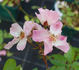 Eglantine des Fagnes rose photo