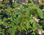 Eglantine des Fagnes rose photo
