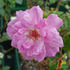 Brian Rix rose photo