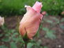 The Alexandra rose photo