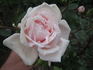 The Alexandra rose photo