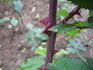 The Alexandra rose photo