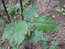 The Alexandra rose photo
