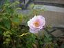 Brian Rix rose photo
