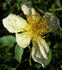 AMCXMUT rose photo