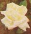 Mabel Drew rose photo