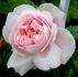 Meilinday rose photo