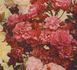 Madame Taft rose photo