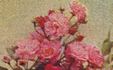 Mrs. W. H. Cutbush rose photo
