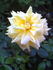 Arlene Francis rose photo