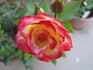 Dazzler ™ rose photo