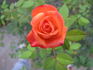 Sweet Revenge rose photo