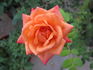 Sweet Revenge rose photo