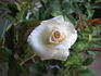 Cachet ™ rose photo