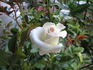 Cachet ™ rose photo