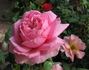 Elizabeth Bowers rose photo