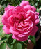 Elizabeth Bowers rose photo