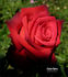 Cajun Spice rose photo
