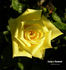 Canary Diamond ™ rose photo