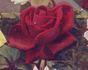 Earl Haig rose photo