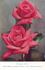 Flamingo rose photo