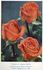 Duchess of Atholl rose photo
