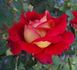Pompeii rose photo