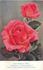 Rose Berkeley rose photo