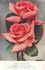Violet Simpson rose photo