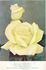 McGredy's Ivory rose photo