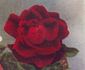 John Russell rose photo
